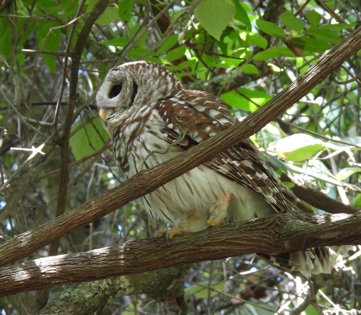 Barred Owl - ML620717355