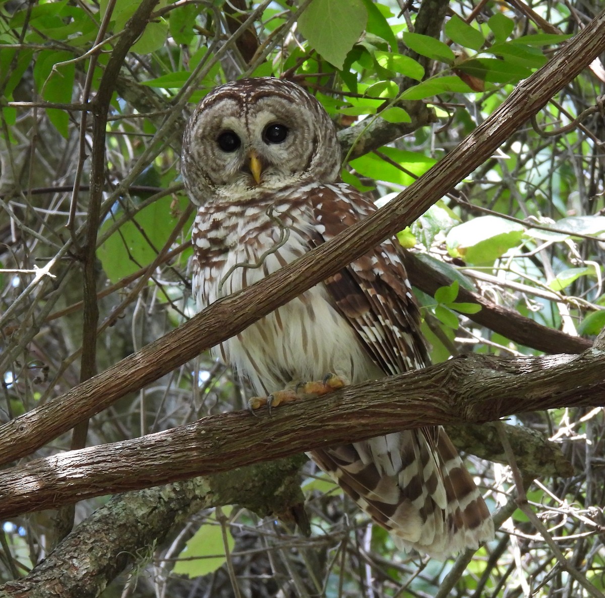 Barred Owl - ML620717356