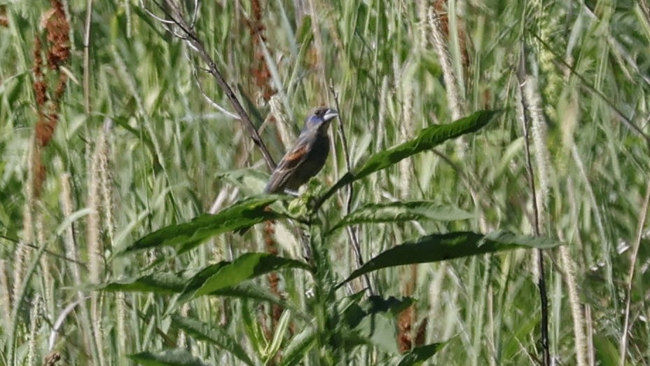 גבתאי כחול - ML620717362