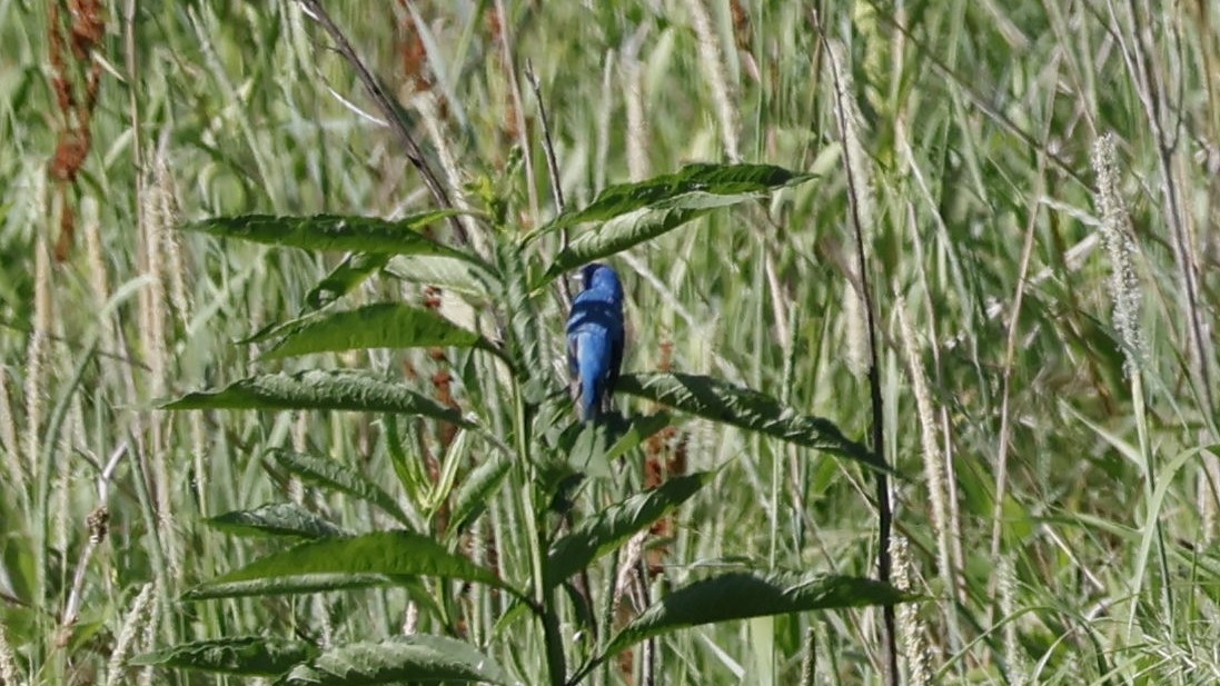 Blue Grosbeak - ML620717363