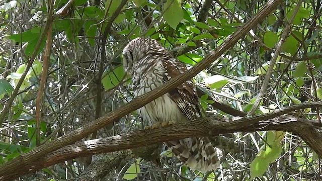 Barred Owl - ML620717364