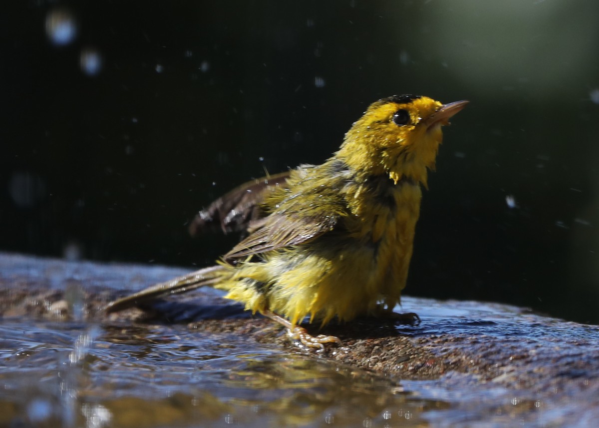 Wilson's Warbler - ML620717366