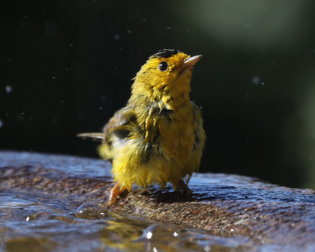 Wilson's Warbler - ML620717367