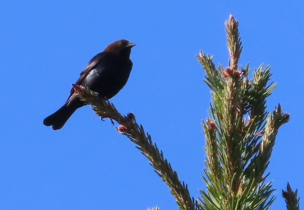 Brown-headed Cowbird - ML620717368