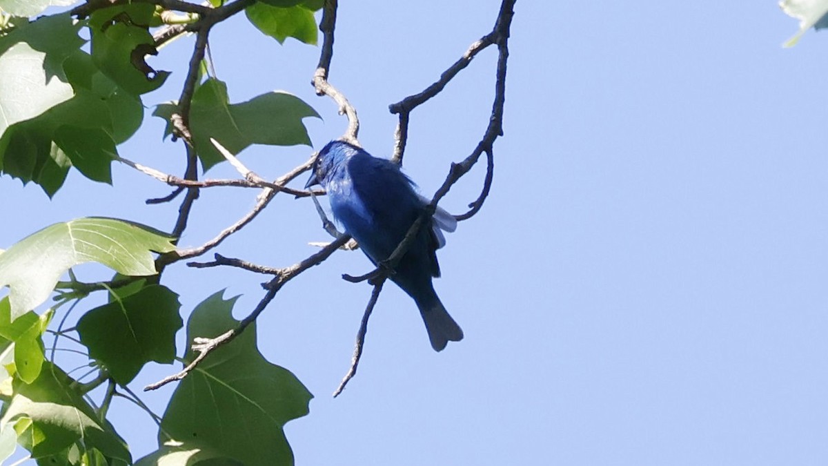 Indigo Bunting - ML620717369