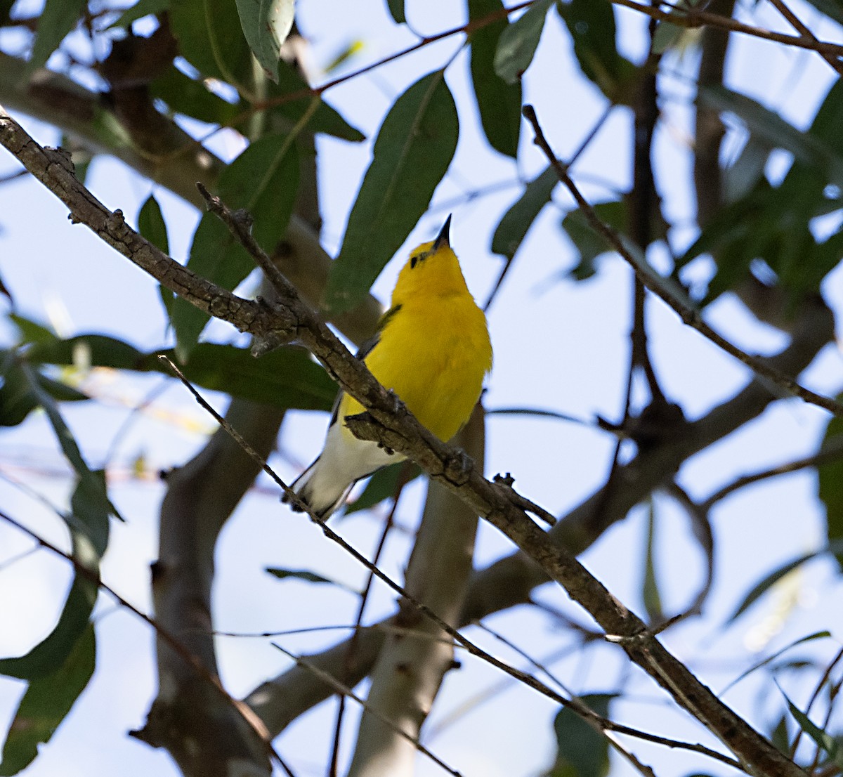 Prothonotary Warbler - ML620717370