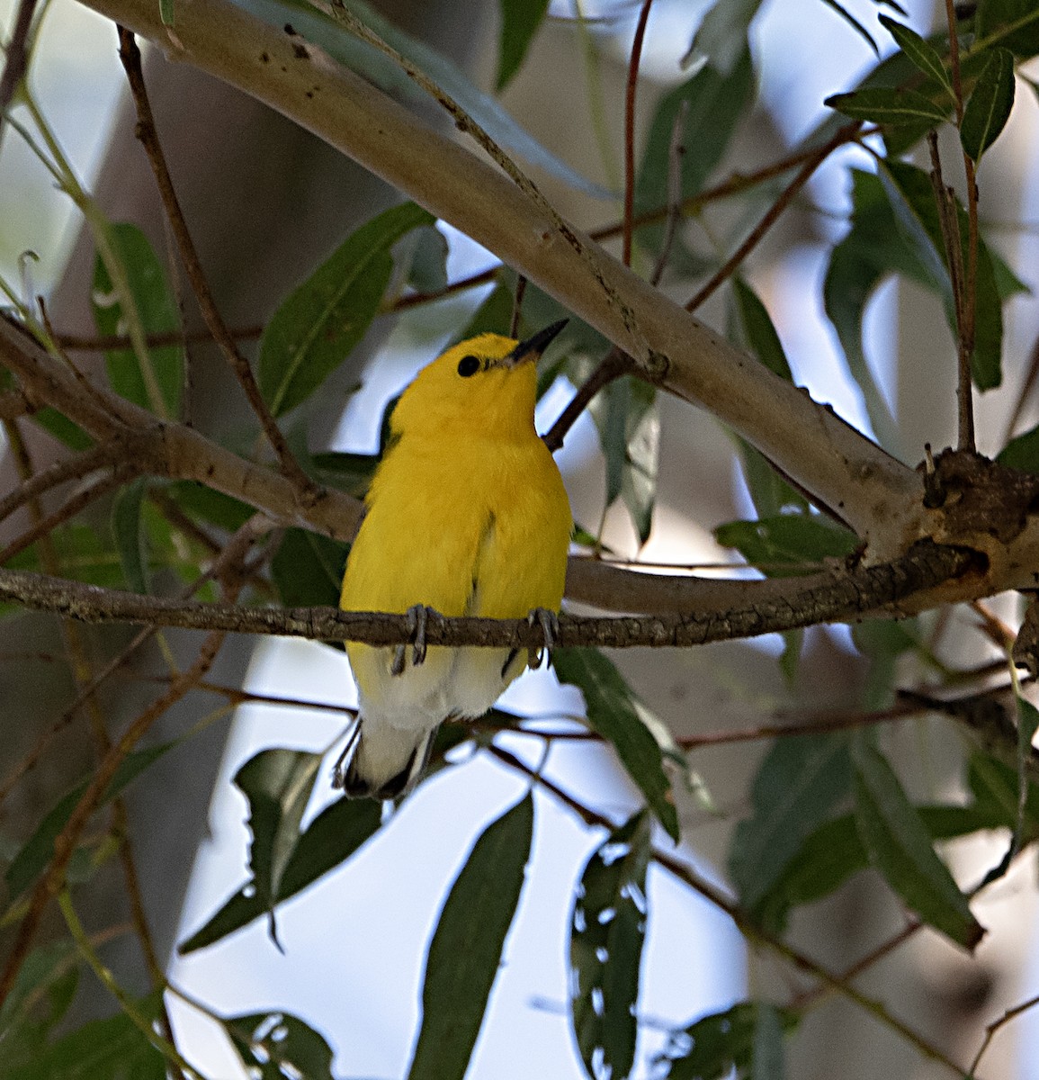 Prothonotary Warbler - ML620717371
