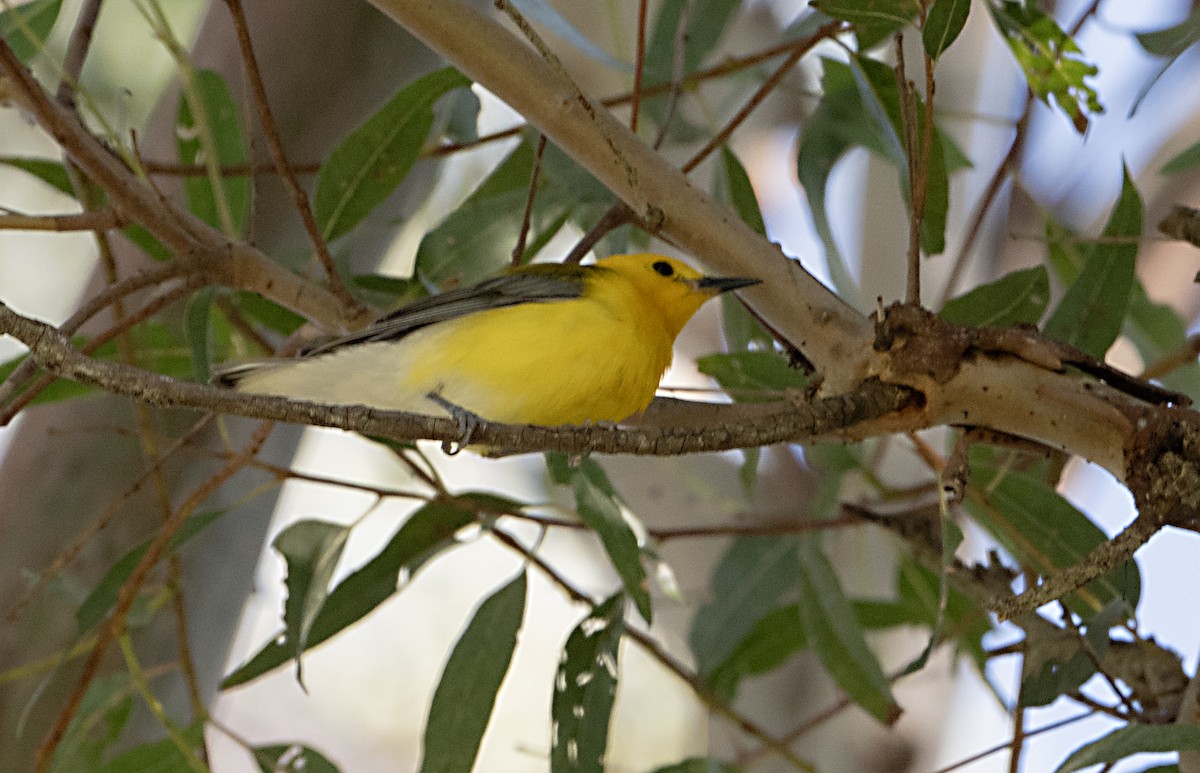 Prothonotary Warbler - ML620717372