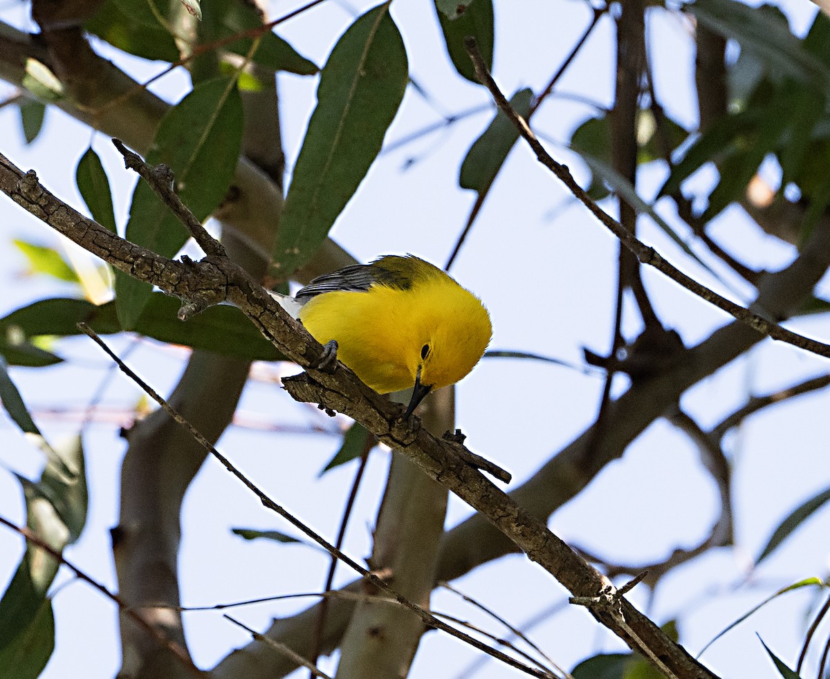Prothonotary Warbler - ML620717373