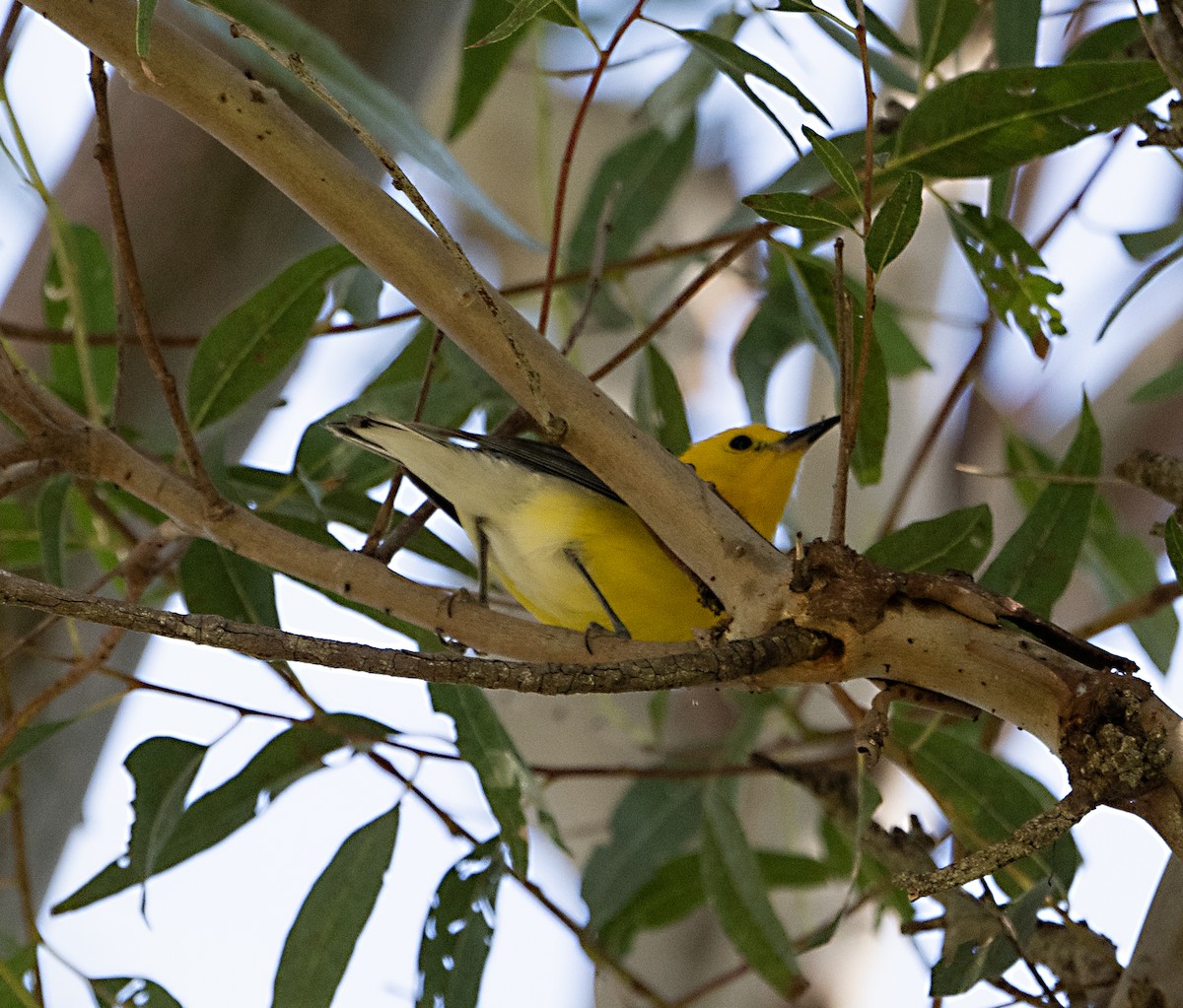 Prothonotary Warbler - Terry  Hurst