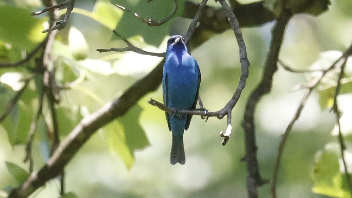 Indigo Bunting - ML620717375