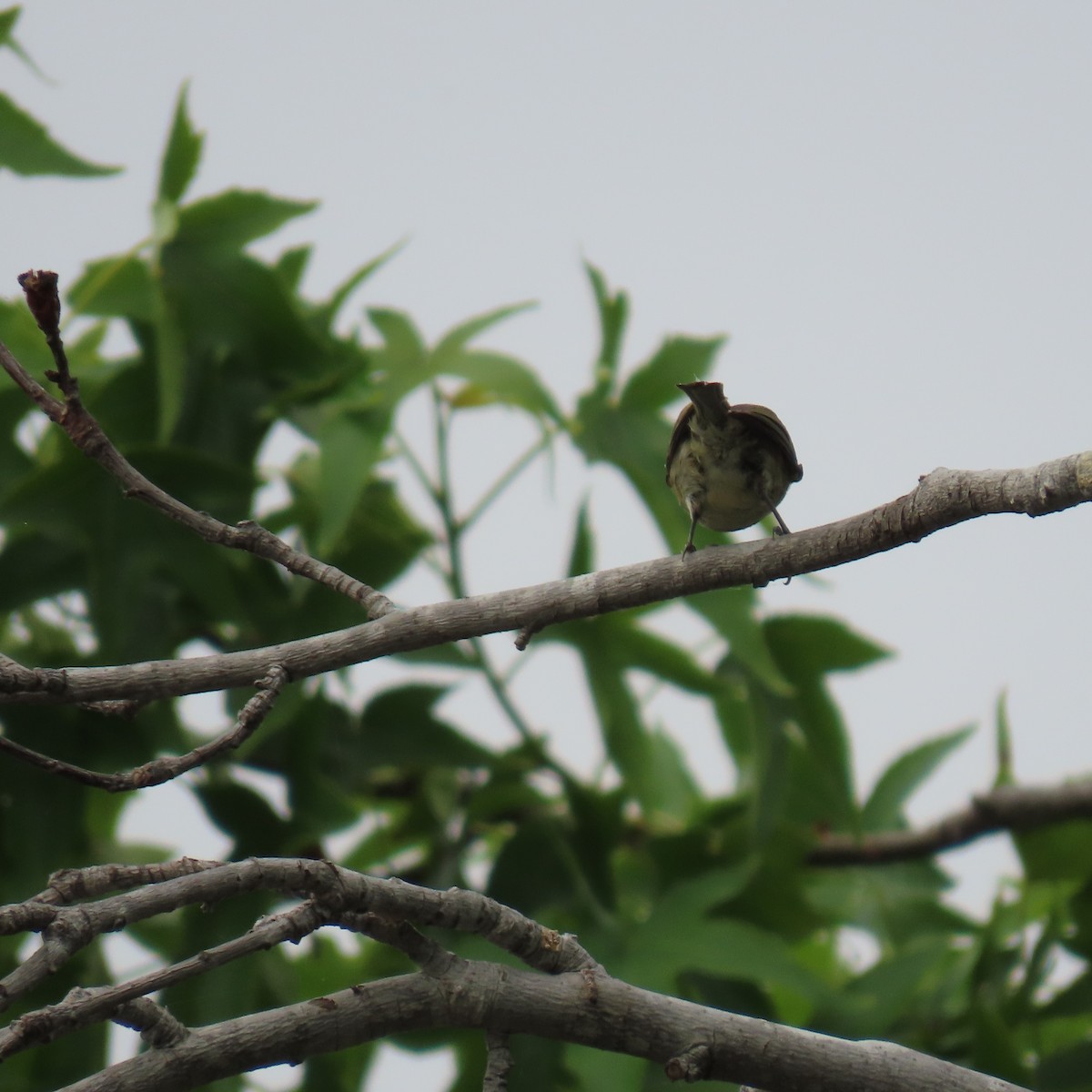 Bell's Vireo - ML620717376