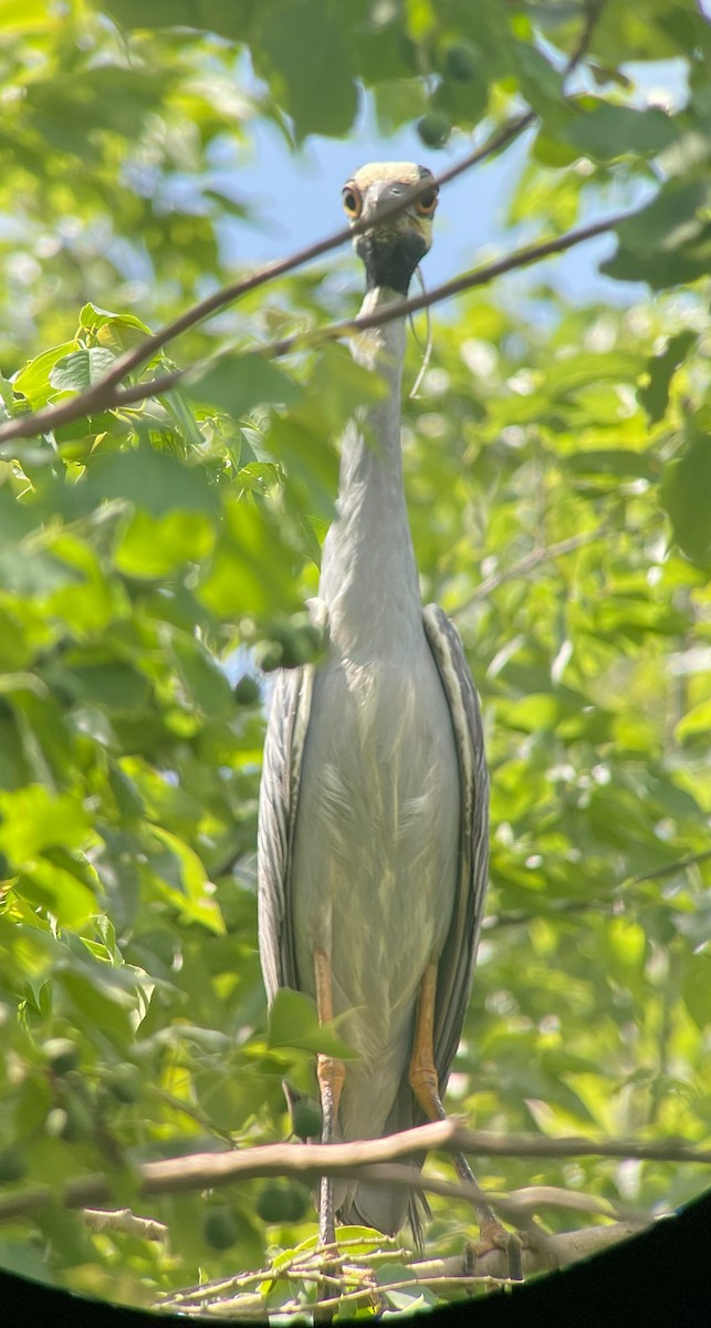 Yellow-crowned Night Heron - ML620717377