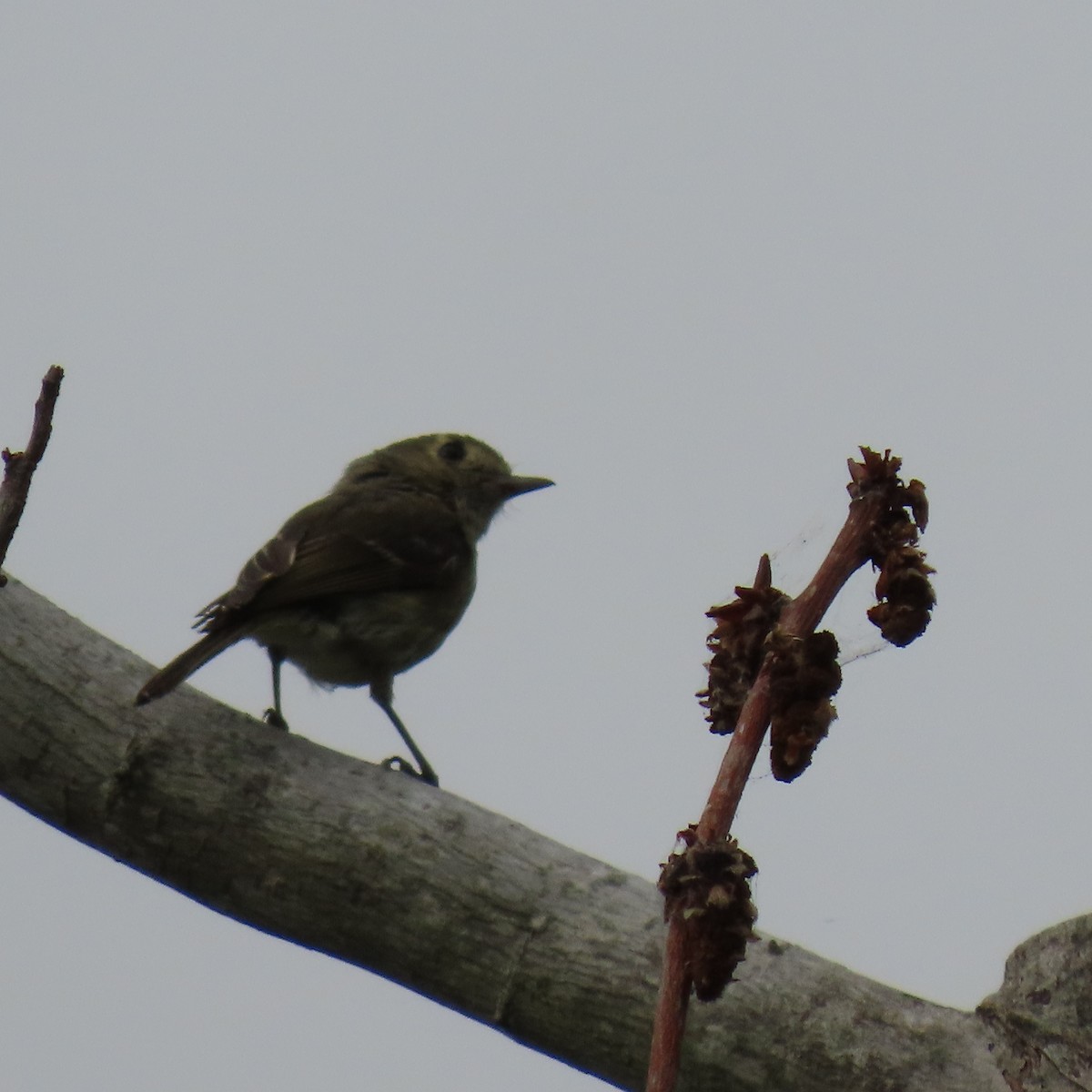 Hutton's Vireo - ML620717380