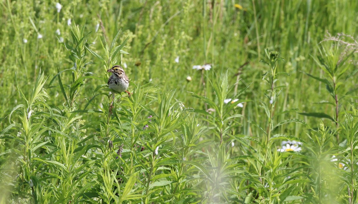 Savannah Sparrow - ML620717381