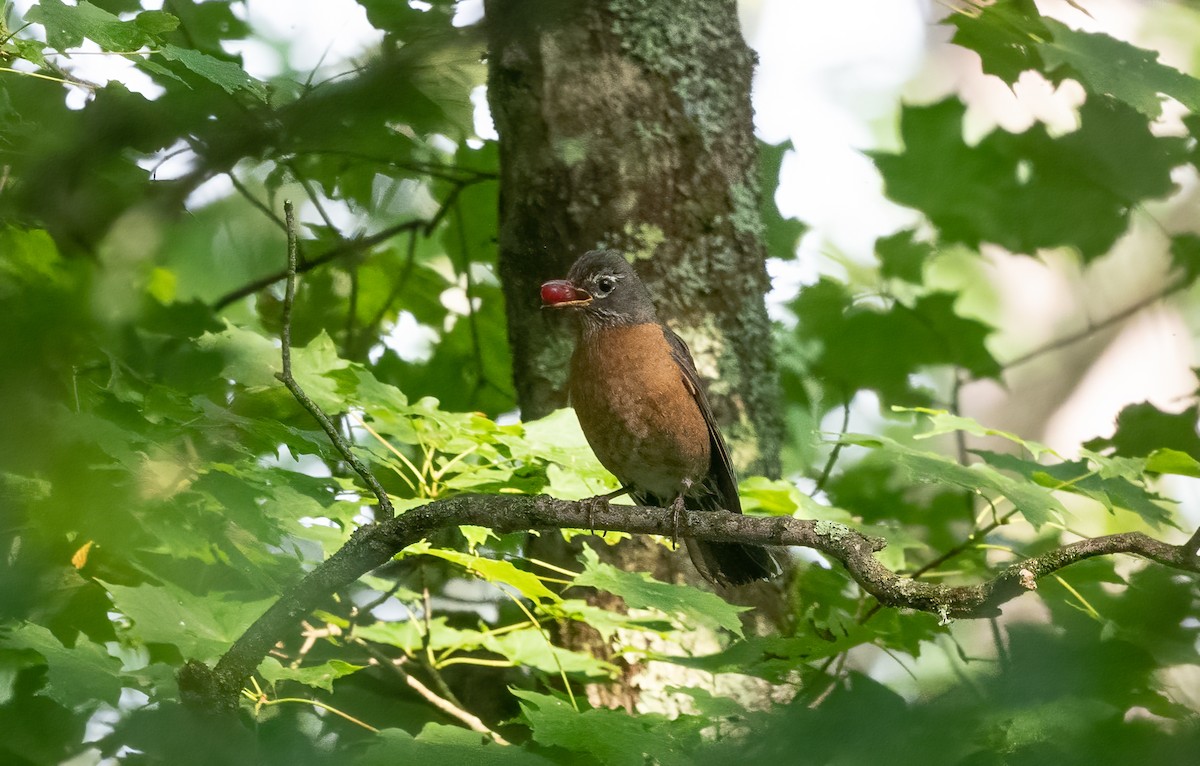 American Robin - ML620717384