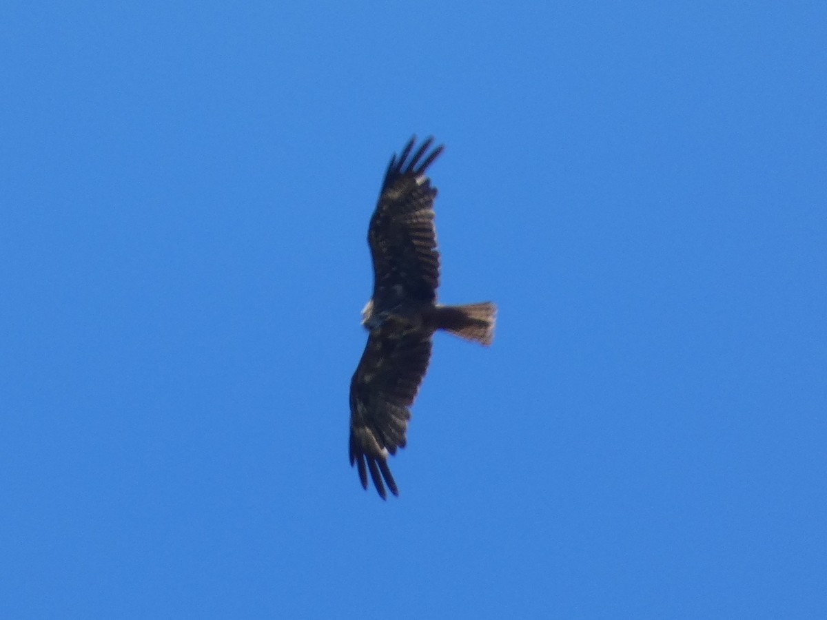 Black Kite - Bruno Asencio Sevillano