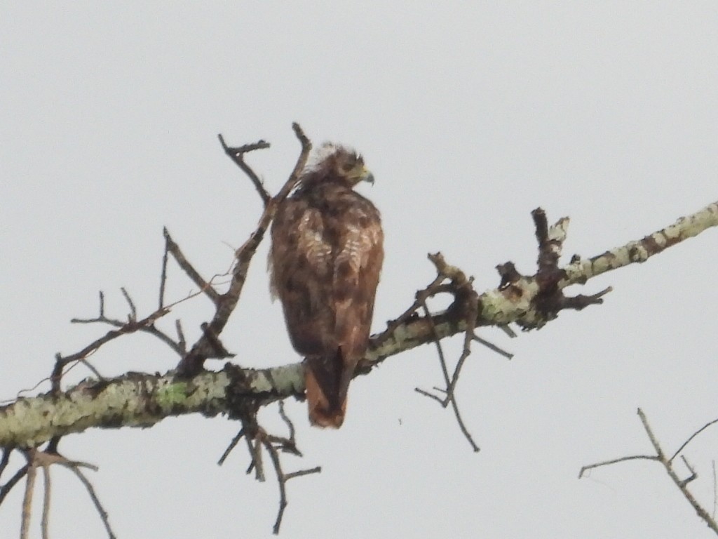 Rotschwanzbussard - ML620717389