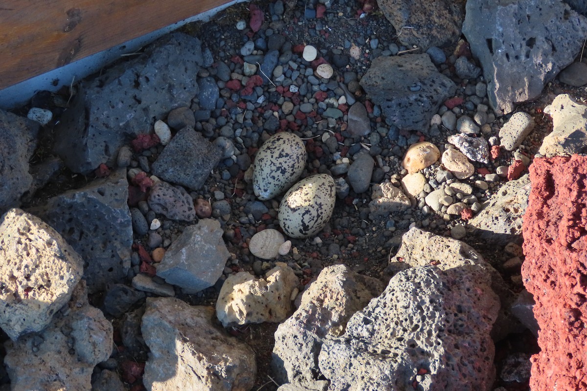 Eurasian Oystercatcher - Peter & Jane Wolfe