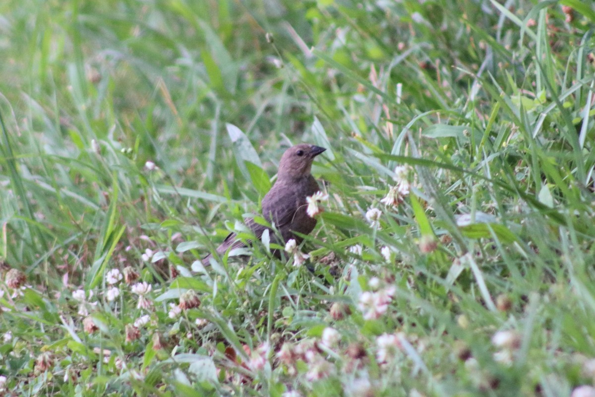 Brown-headed Cowbird - ML620717391