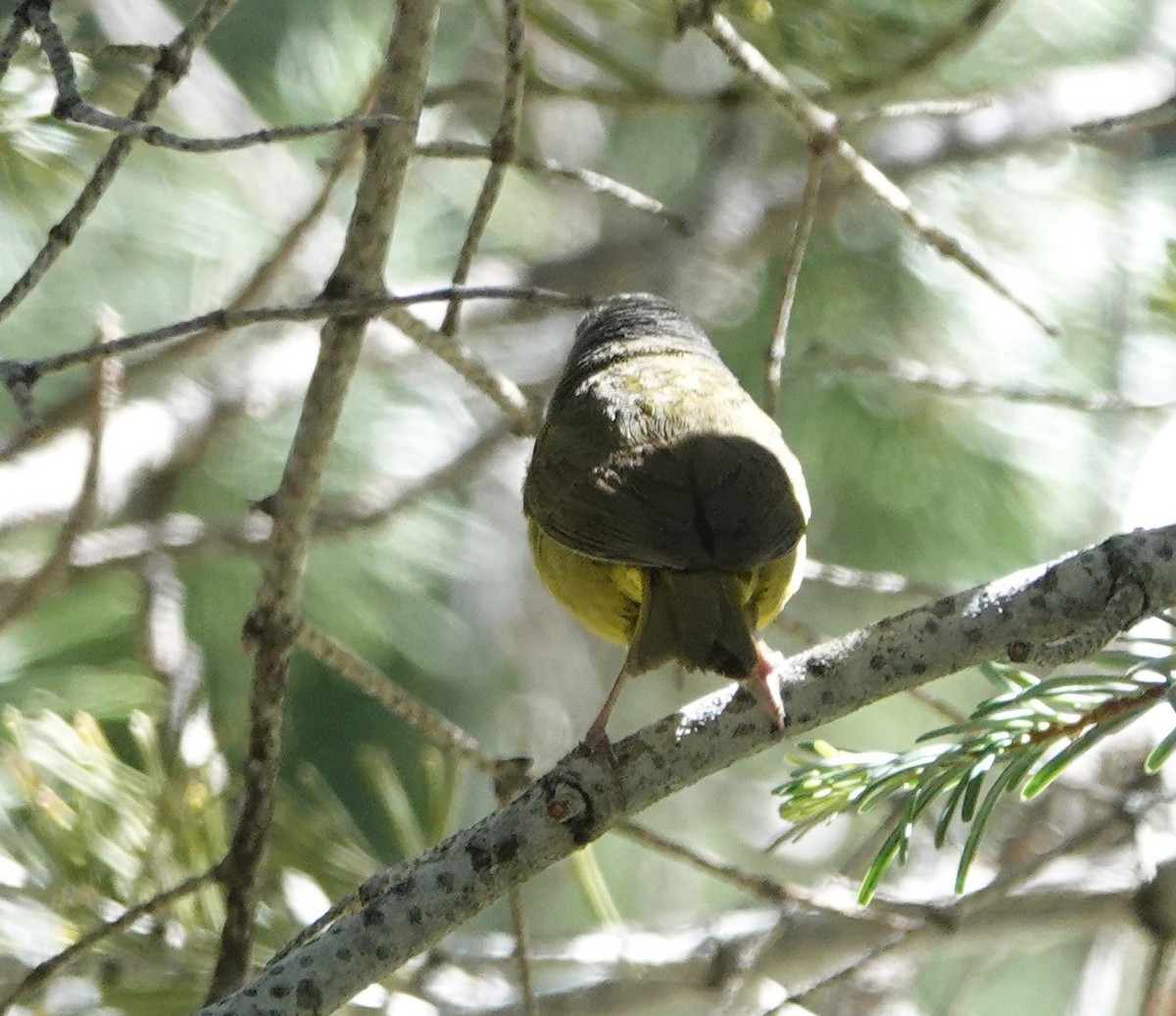 MacGillivray's Warbler - ML620717393