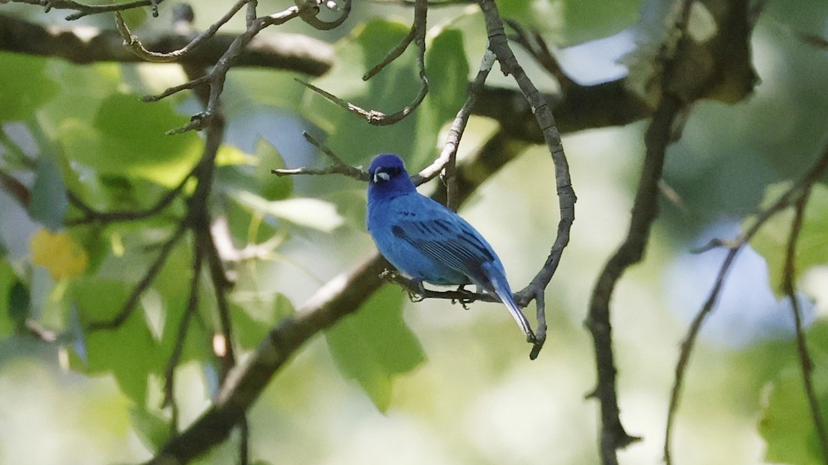 Indigo Bunting - ML620717394