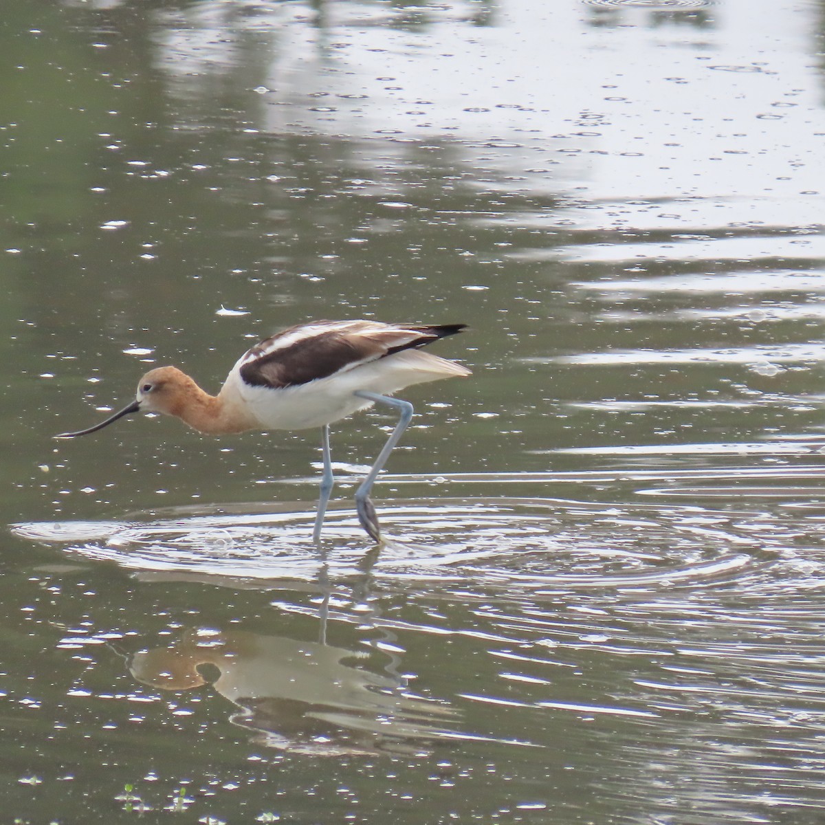 American Avocet - ML620717396