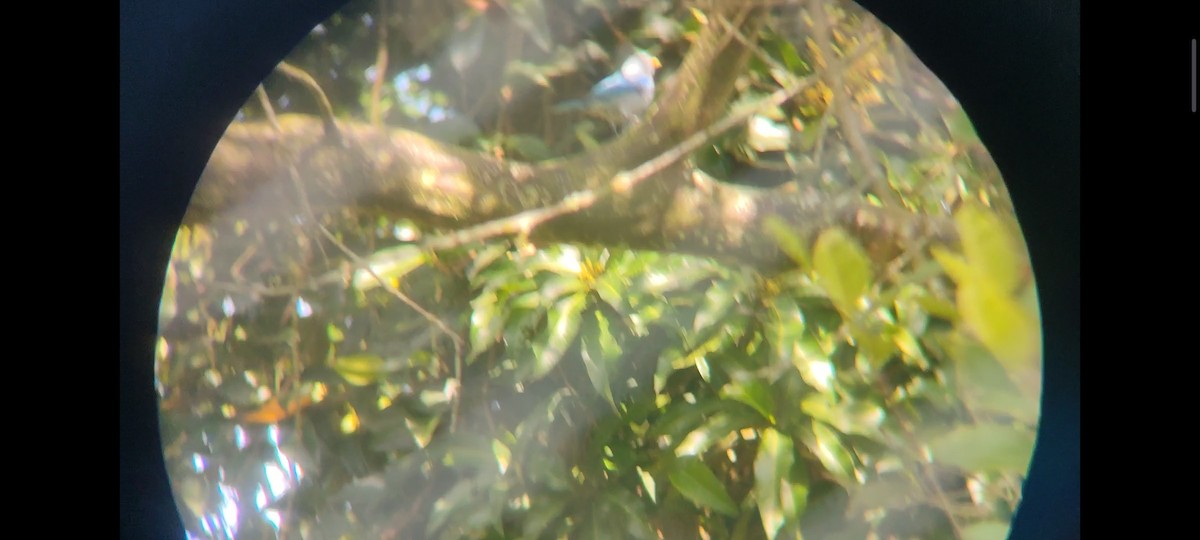 Blue-gray Tanager - Pablo César Calderón Aguirre