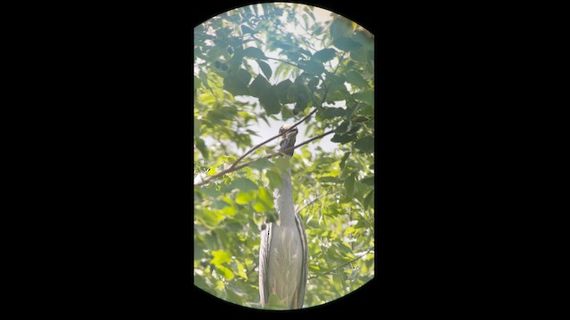 Yellow-crowned Night Heron - ML620717400
