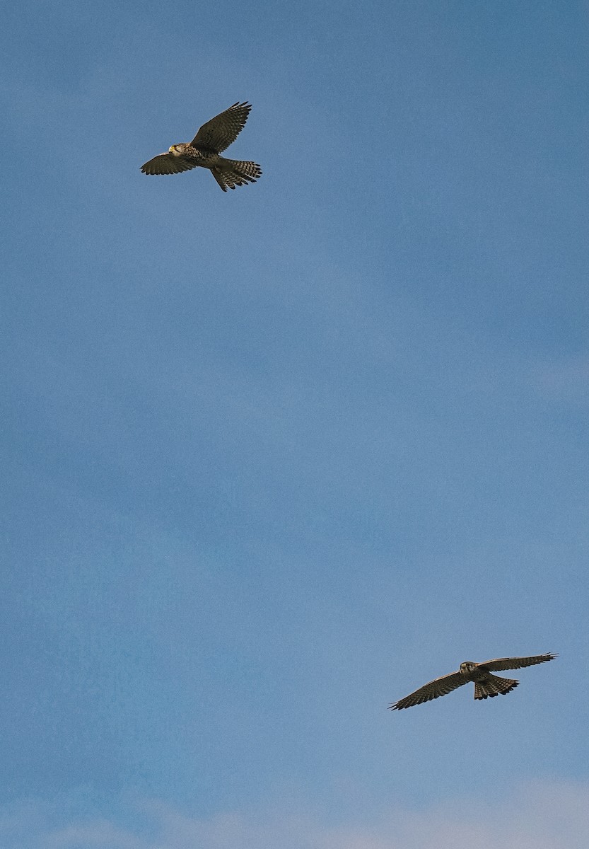 Eurasian Kestrel - Volodymyra Fedotova