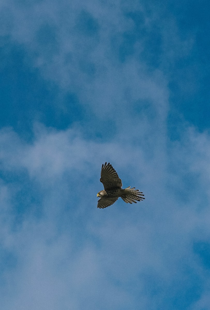 Eurasian Kestrel - ML620717403