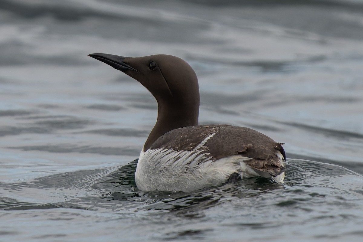 Common Murre - ML620717407