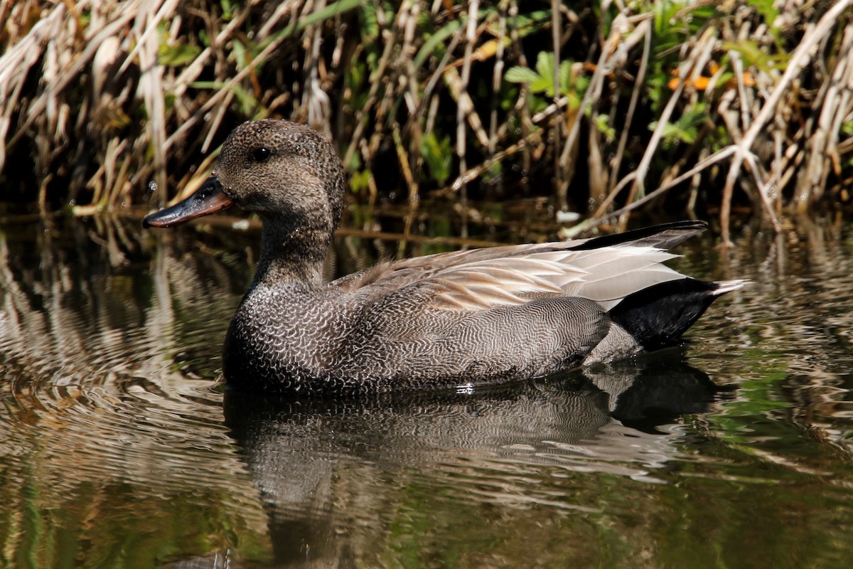 Canard chipeau - ML620717408