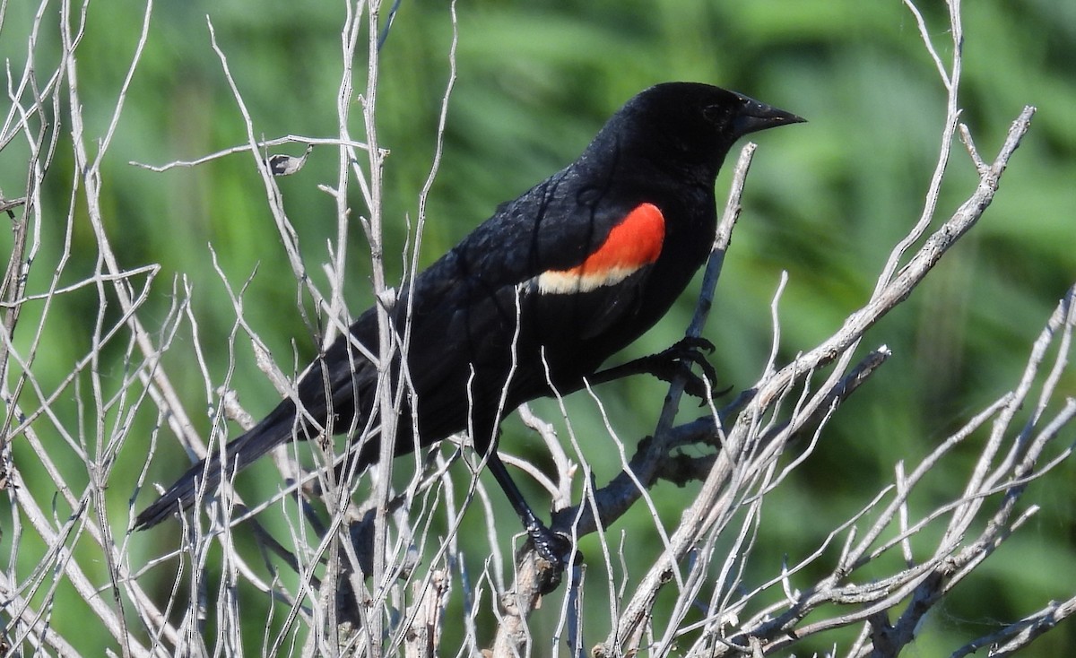 Red-winged Blackbird - ML620717413