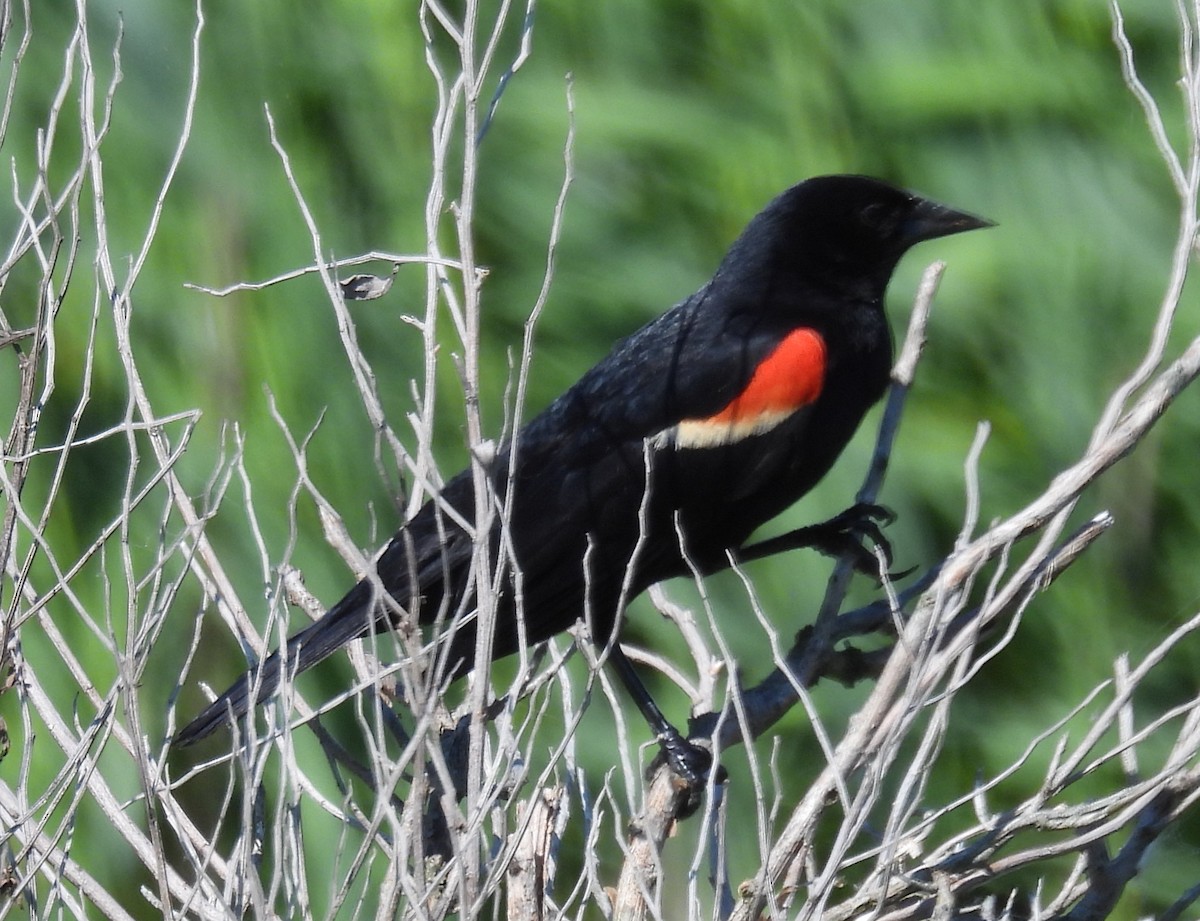 Red-winged Blackbird - ML620717414