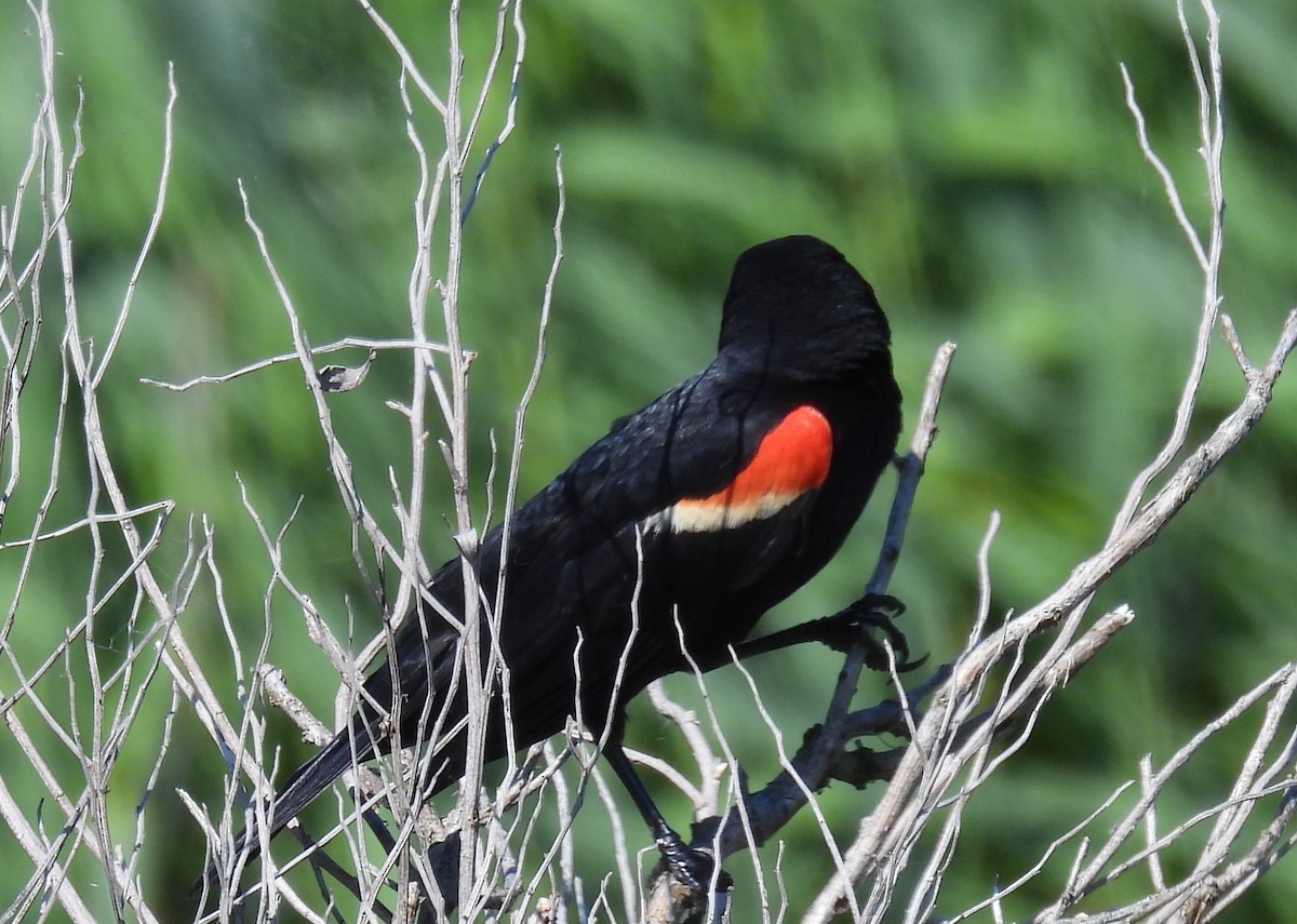 Red-winged Blackbird - ML620717415