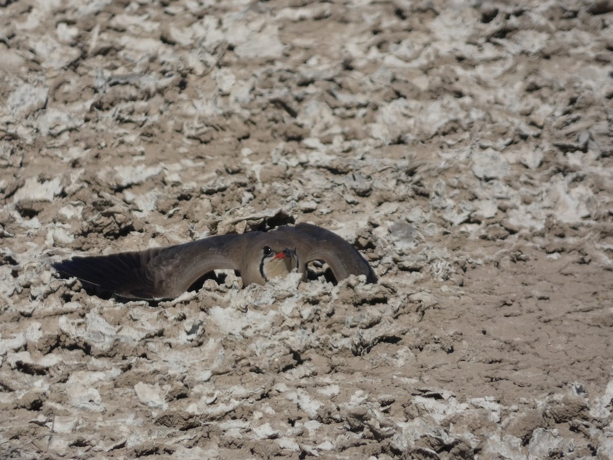 Collared Pratincole - ML620717418