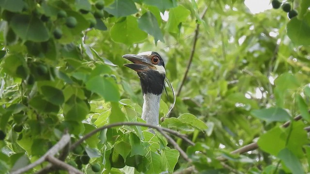 Krabbenreiher - ML620717421