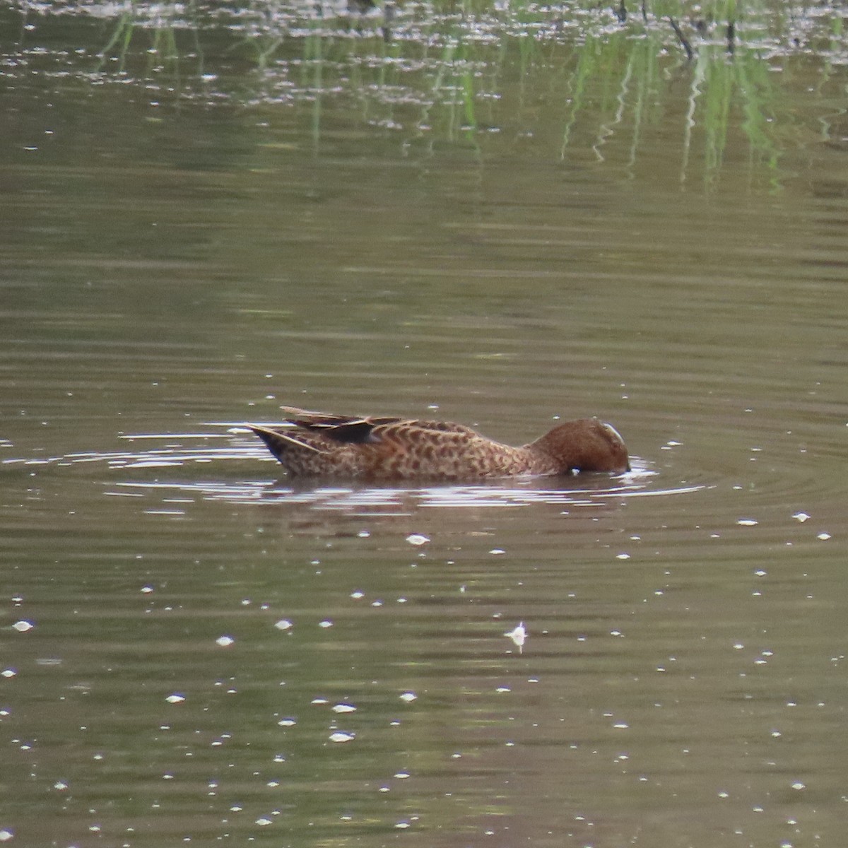 Cinnamon Teal - ML620717423