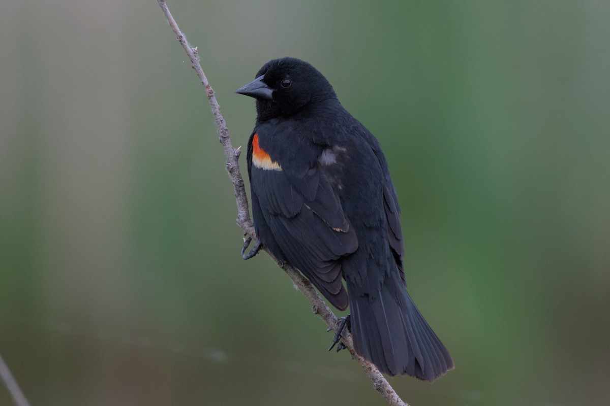 Red-winged Blackbird - ML620717428