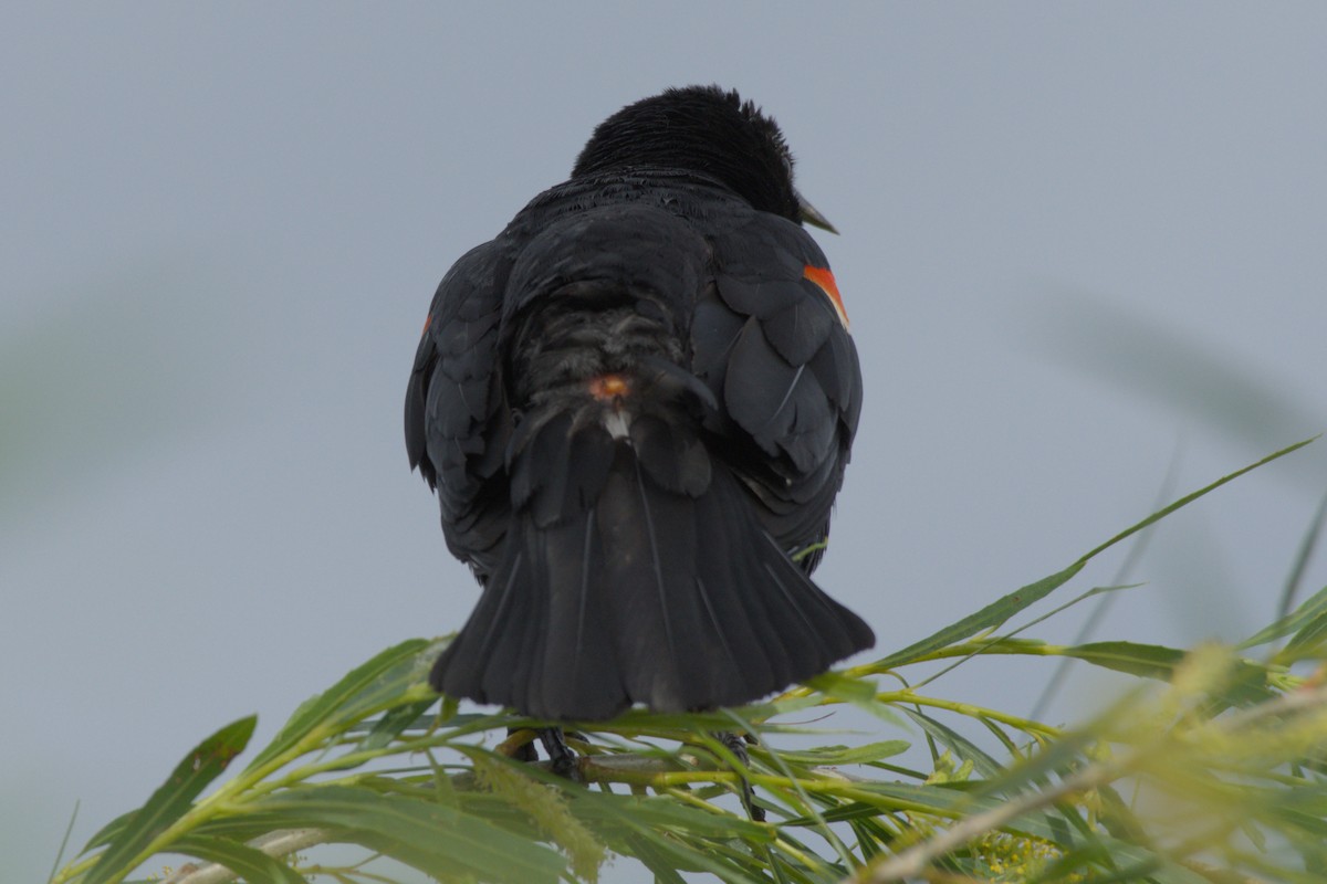 Red-winged Blackbird - ML620717431