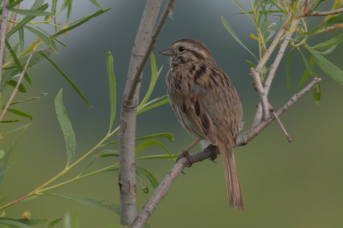 Song Sparrow - ML620717432