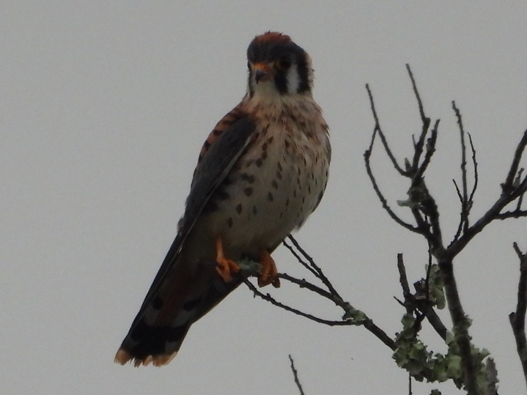 American Kestrel - ML620717435