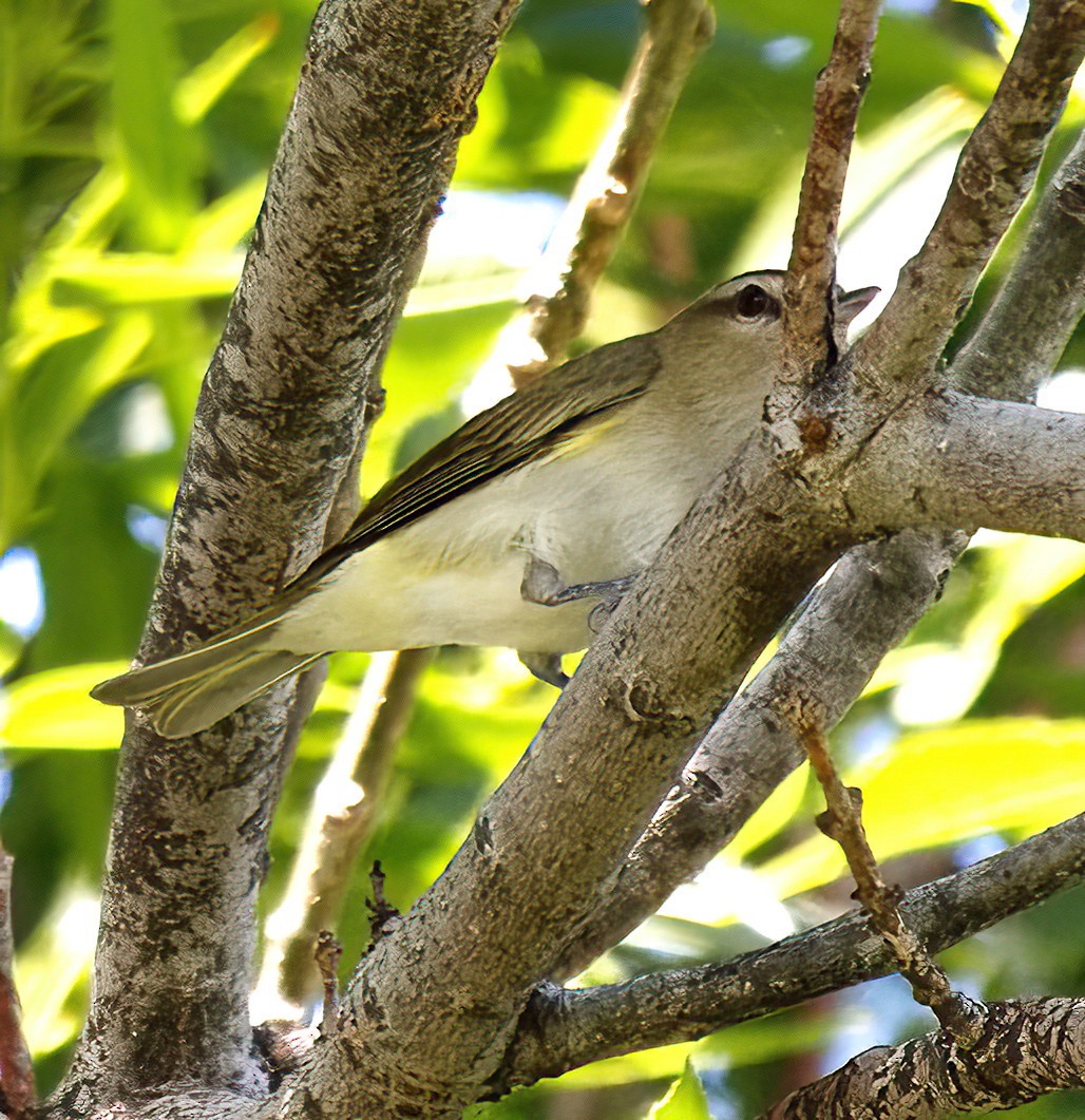 Rotaugenvireo - ML620717436