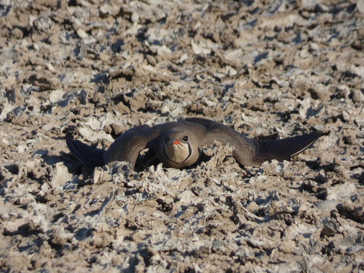 Collared Pratincole - ML620717438