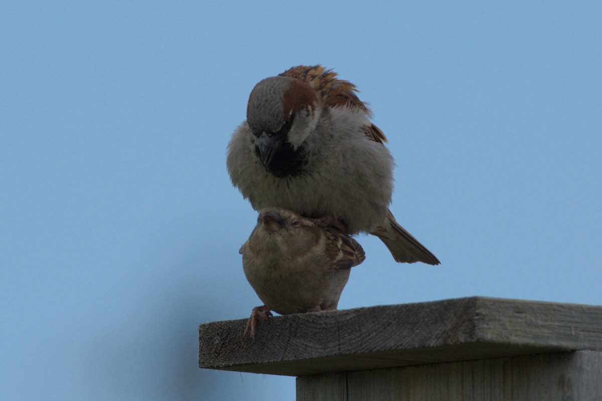 House Sparrow - ML620717440