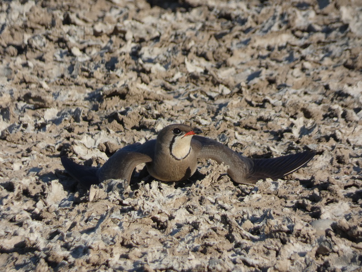 Collared Pratincole - ML620717441