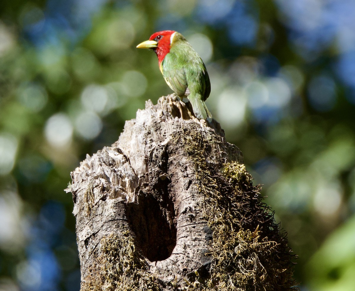 Red-headed Barbet - ML620717443