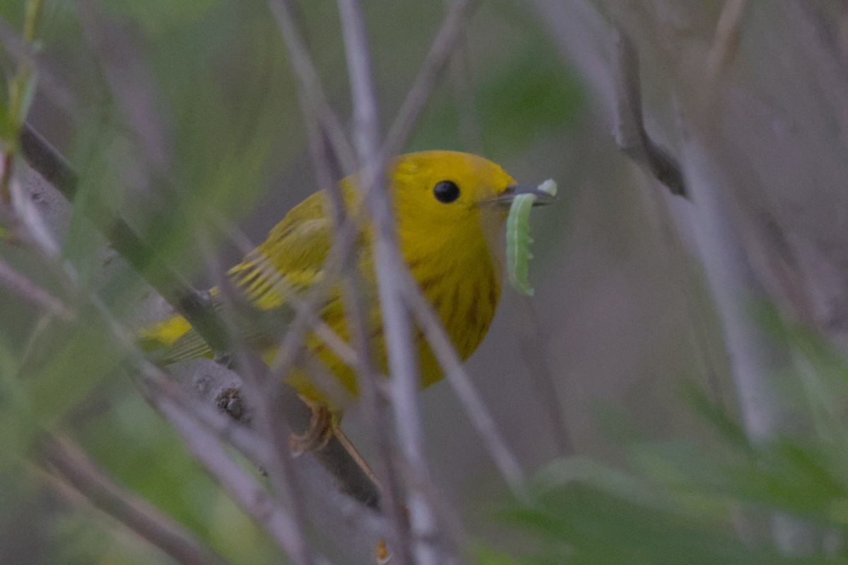 Yellow Warbler - ML620717446