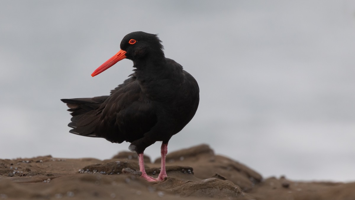 Sooty Oystercatcher - ML620717447